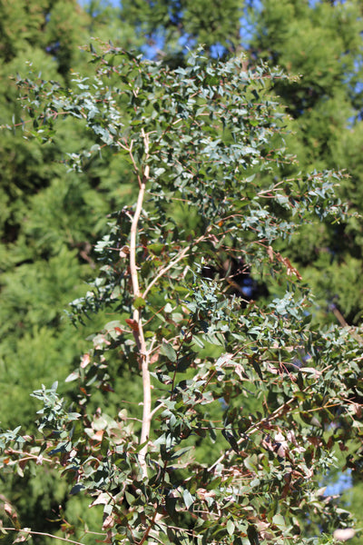eucalyptus plant for sale Eucalyptus macarthurii 'Jersey Girl'