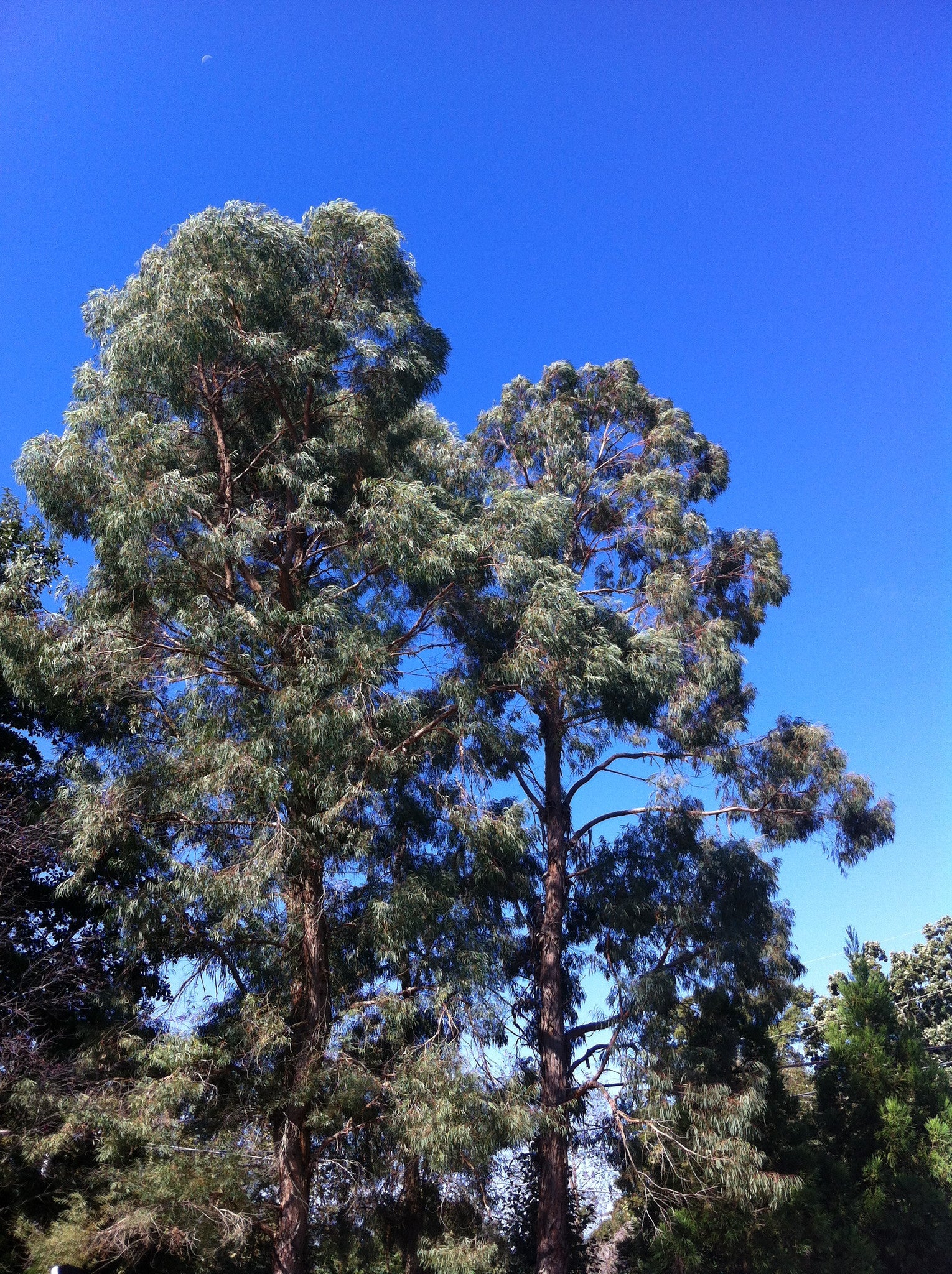 Eucalyptus nicholii 'Angus'