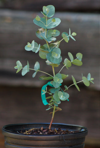 Eucalyptus camphora 'Lucky Country' - SouthernEucs