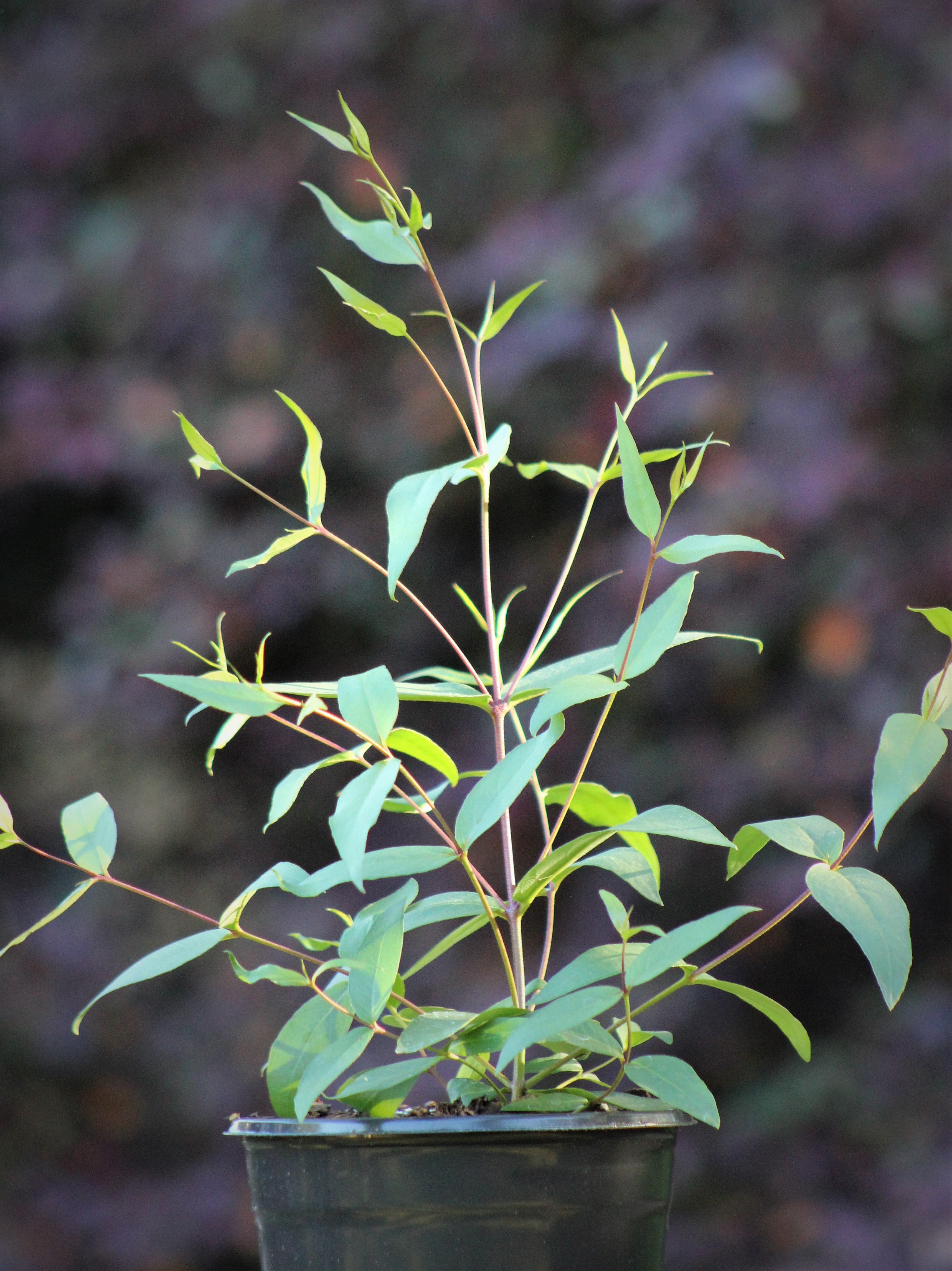Eucalyptus 'Lemon Bush