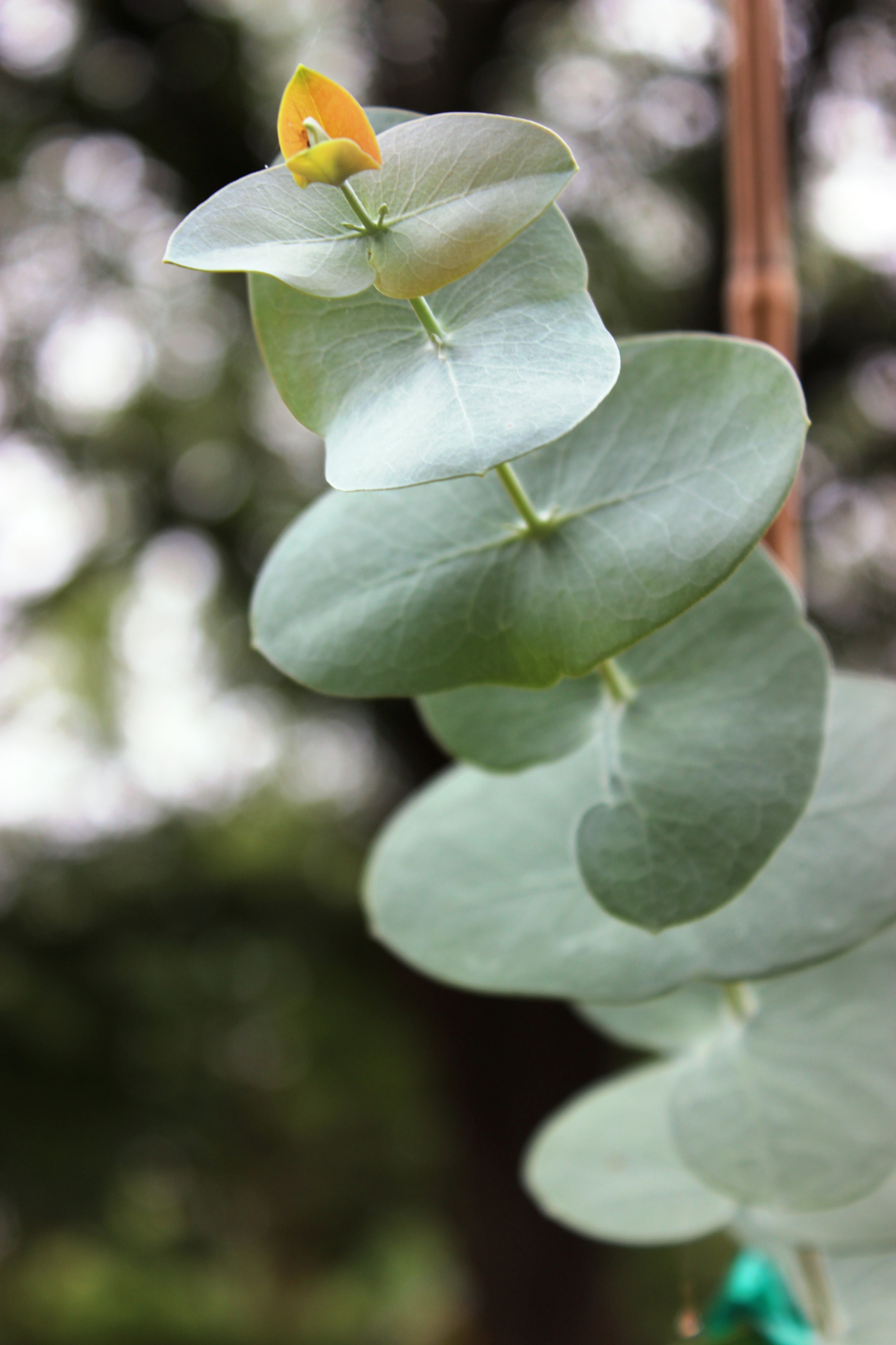 Eucalyptus perriniana 'Luna'
