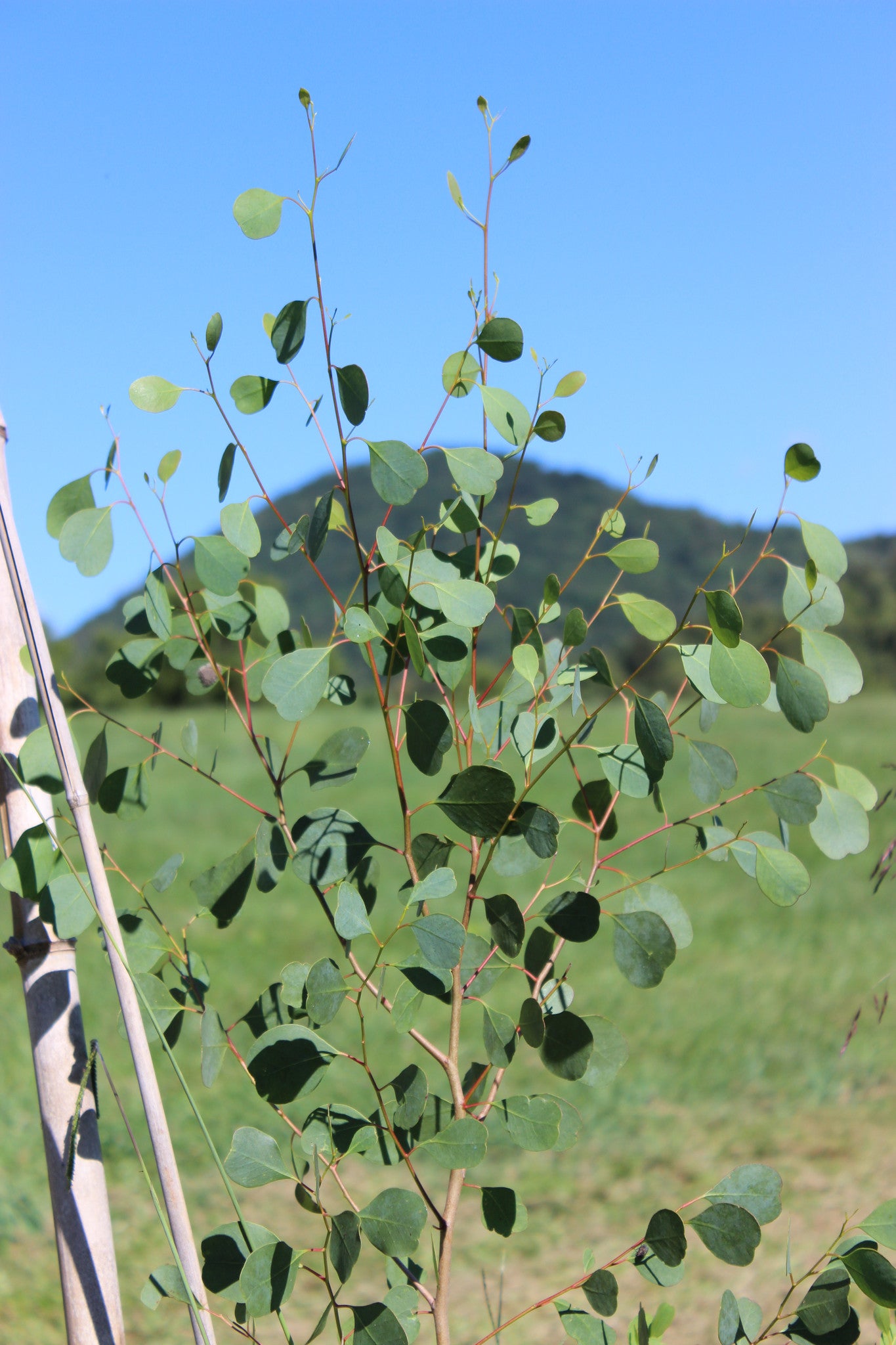Eucalyptus camphora 'Lucky Country'
