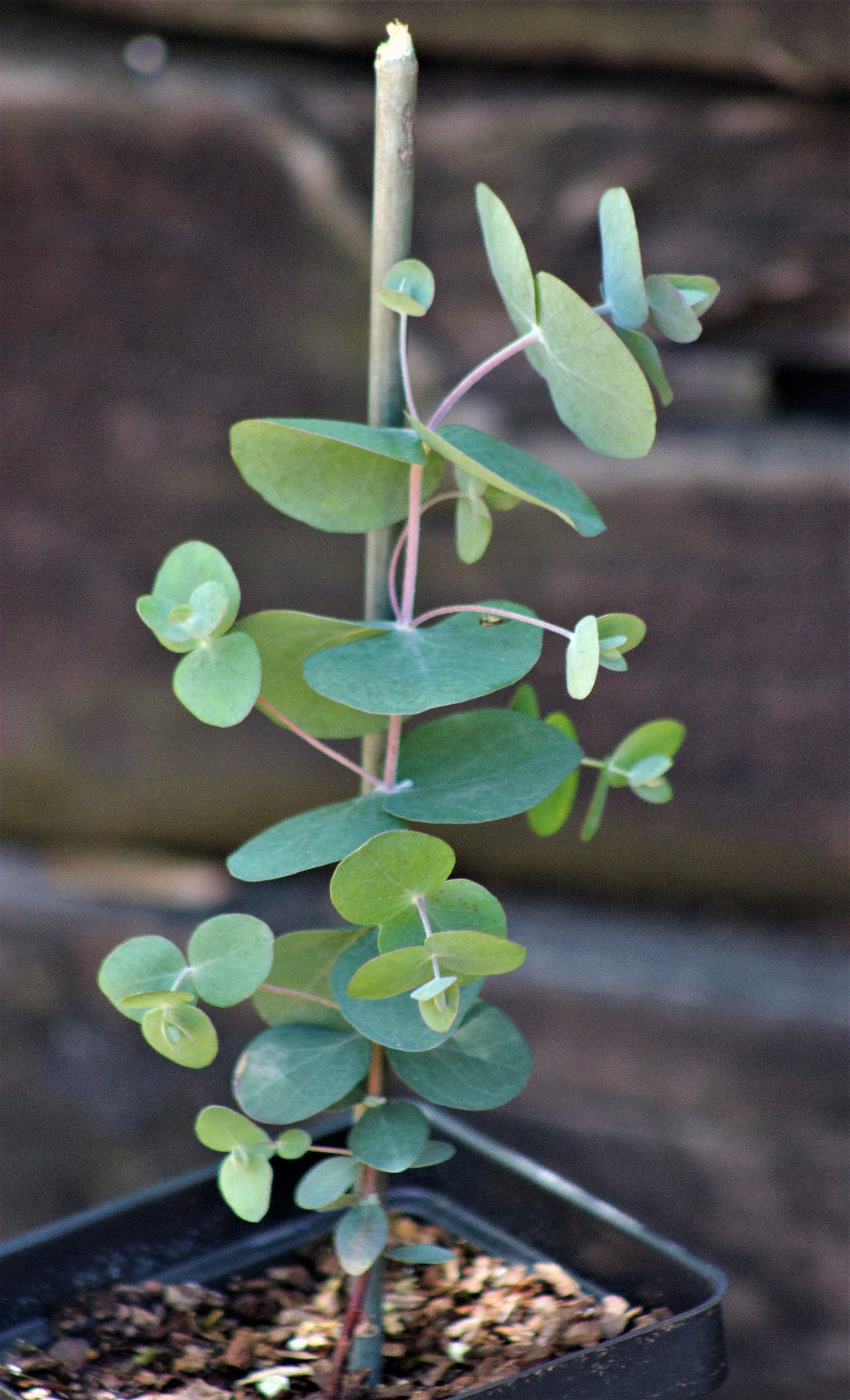 Eucalyptus pulverulenta 'Bluey'