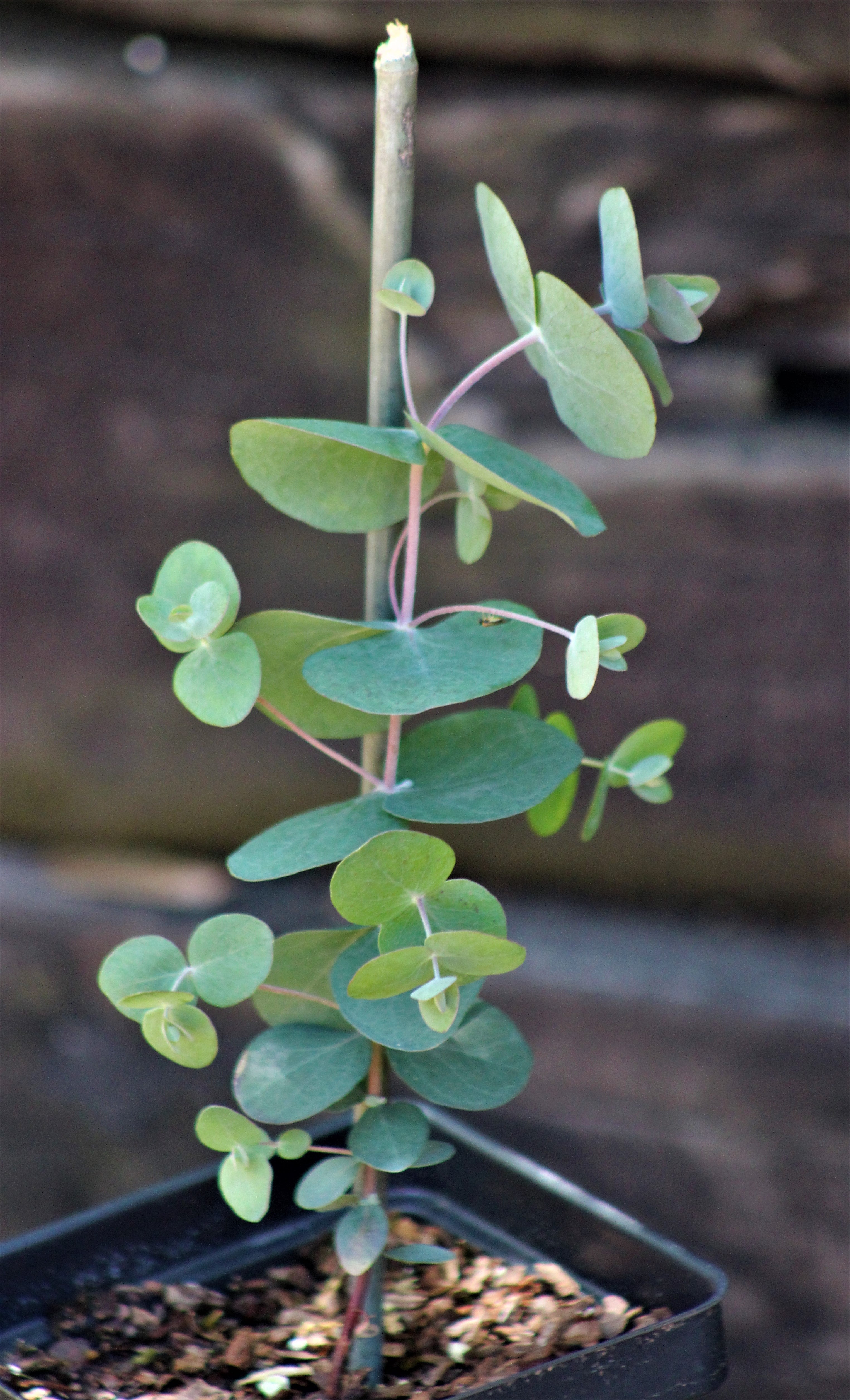 bluey pot plant Eucalyptus pulverulenta 'Bluey'