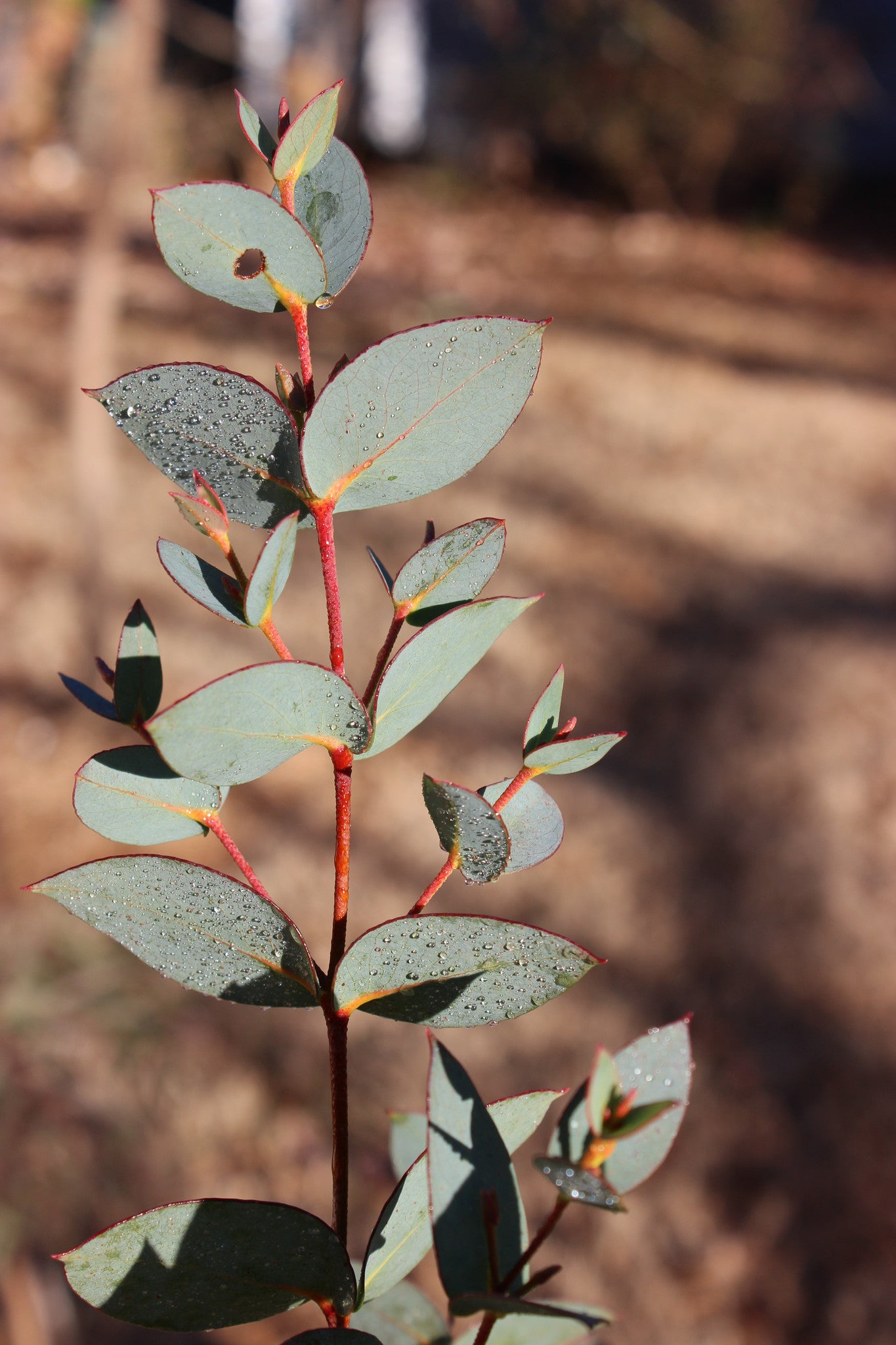 Eucalyptus stellulata 'Sheila'