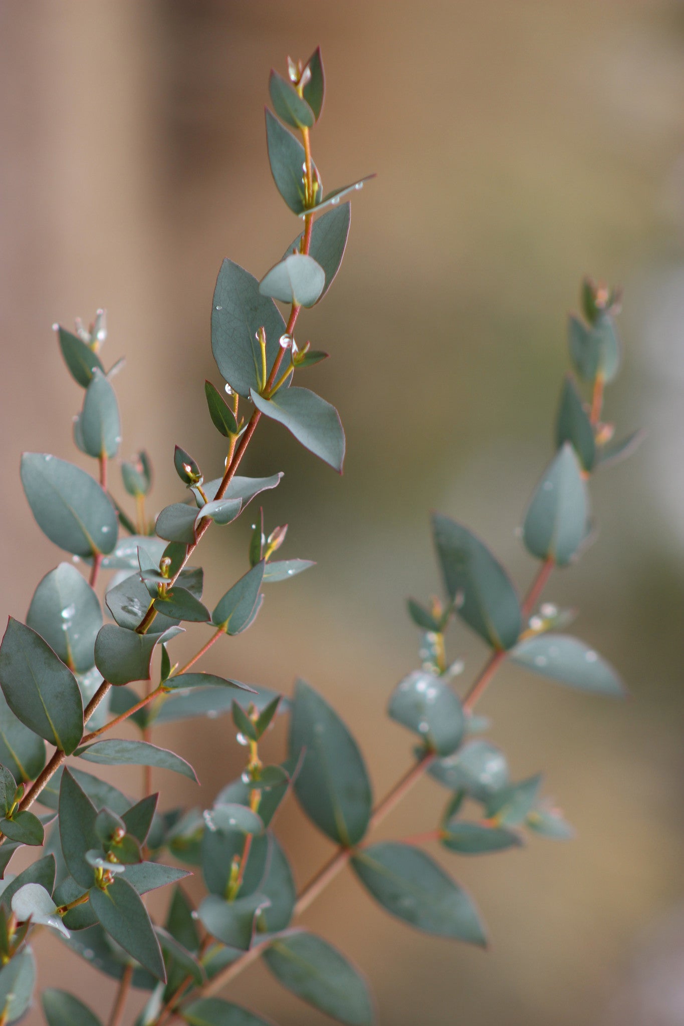 Eucalyptus stellulata 'Sheila'