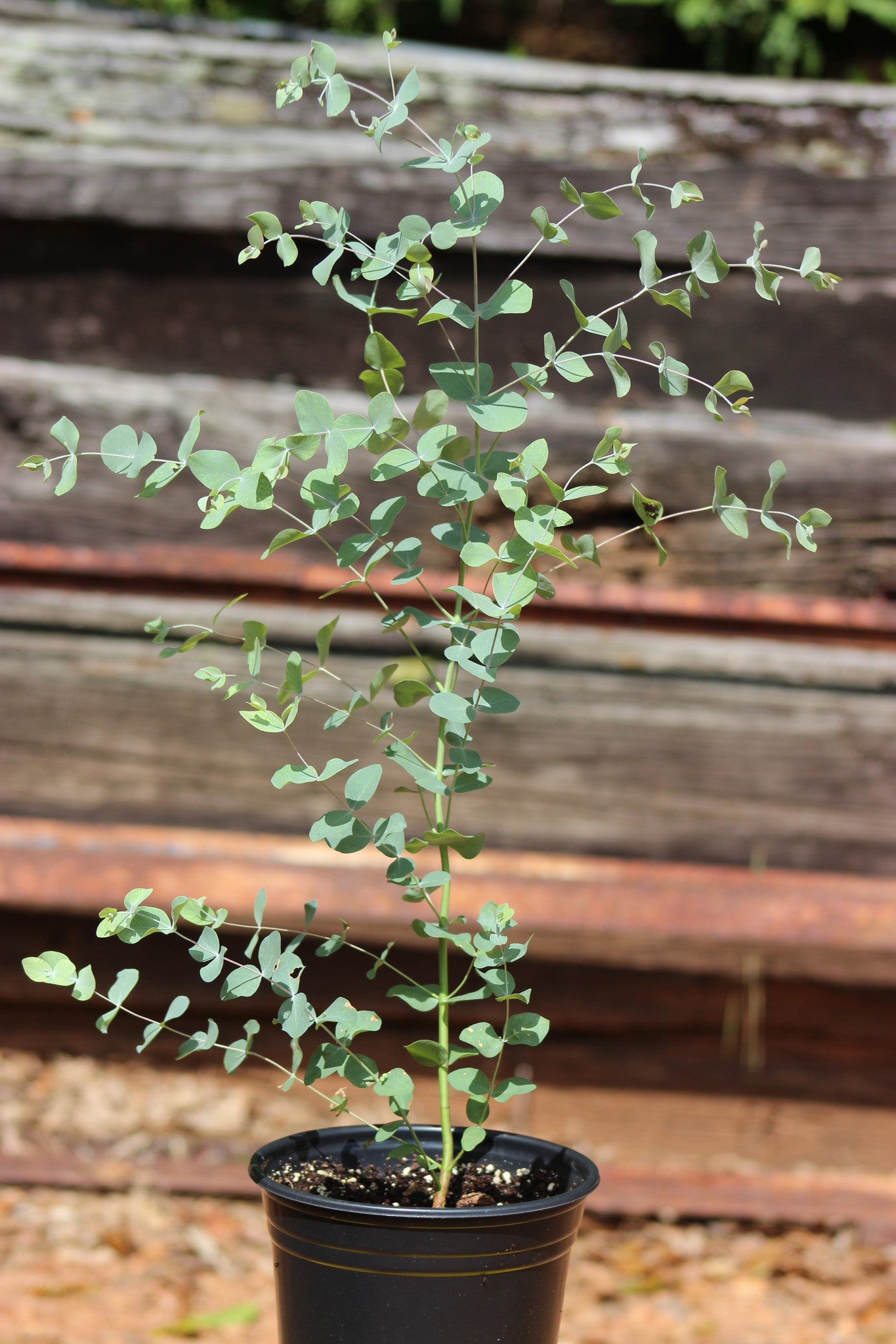 Eucalyptus rubida 'Cab Sav'