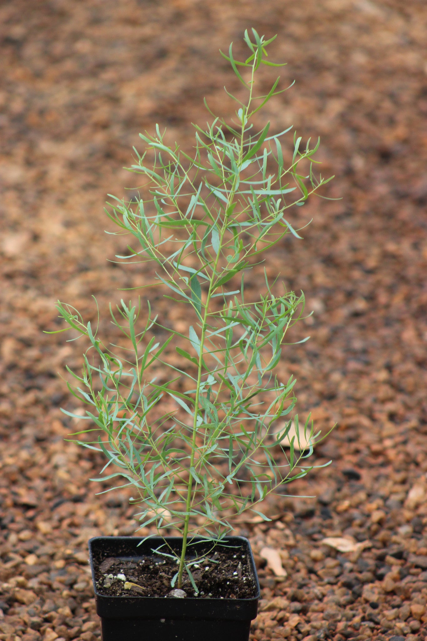 Eucalyptus nicholii 'Angus'