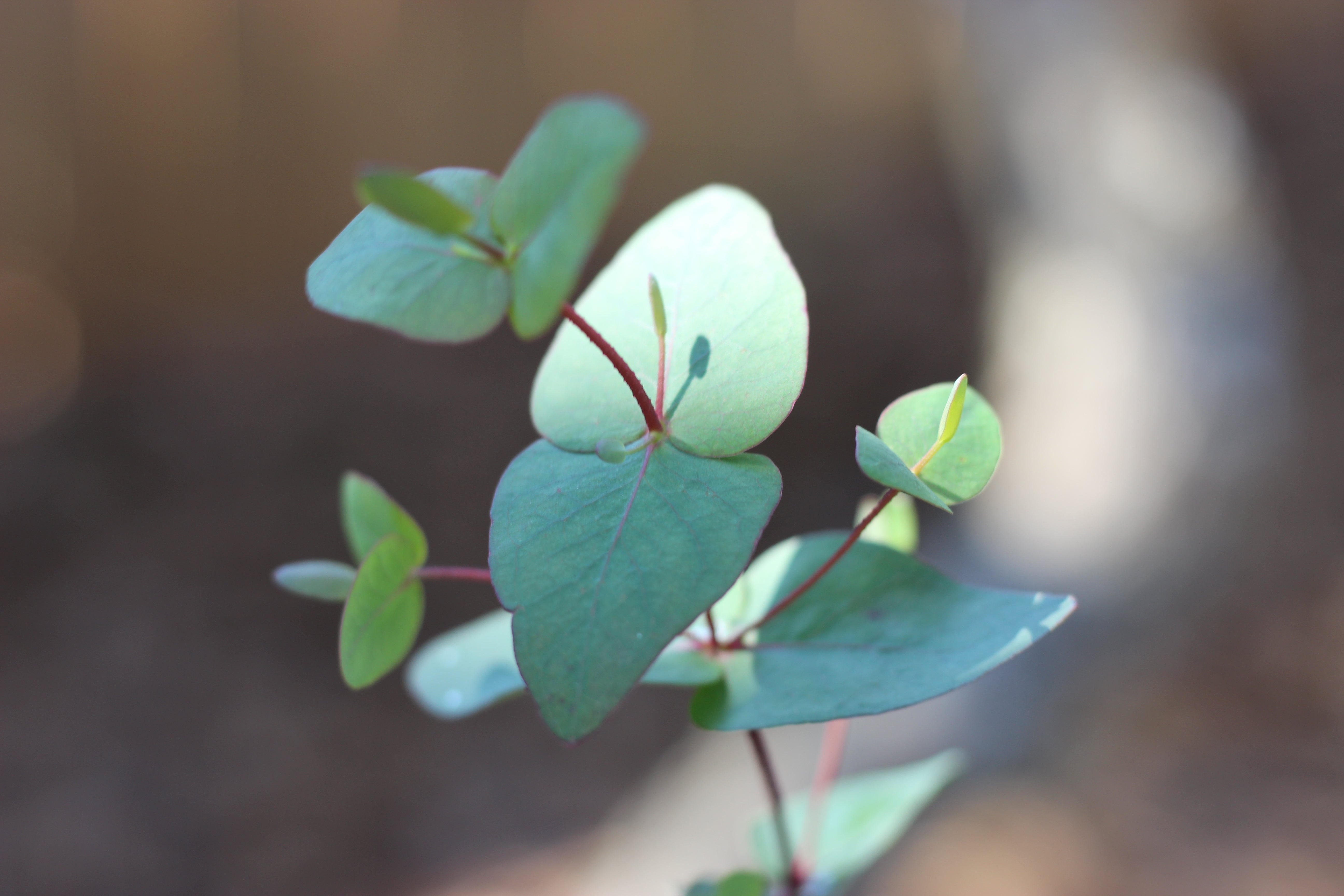 Eucalyptus macarthurii 'Jersey Girl'