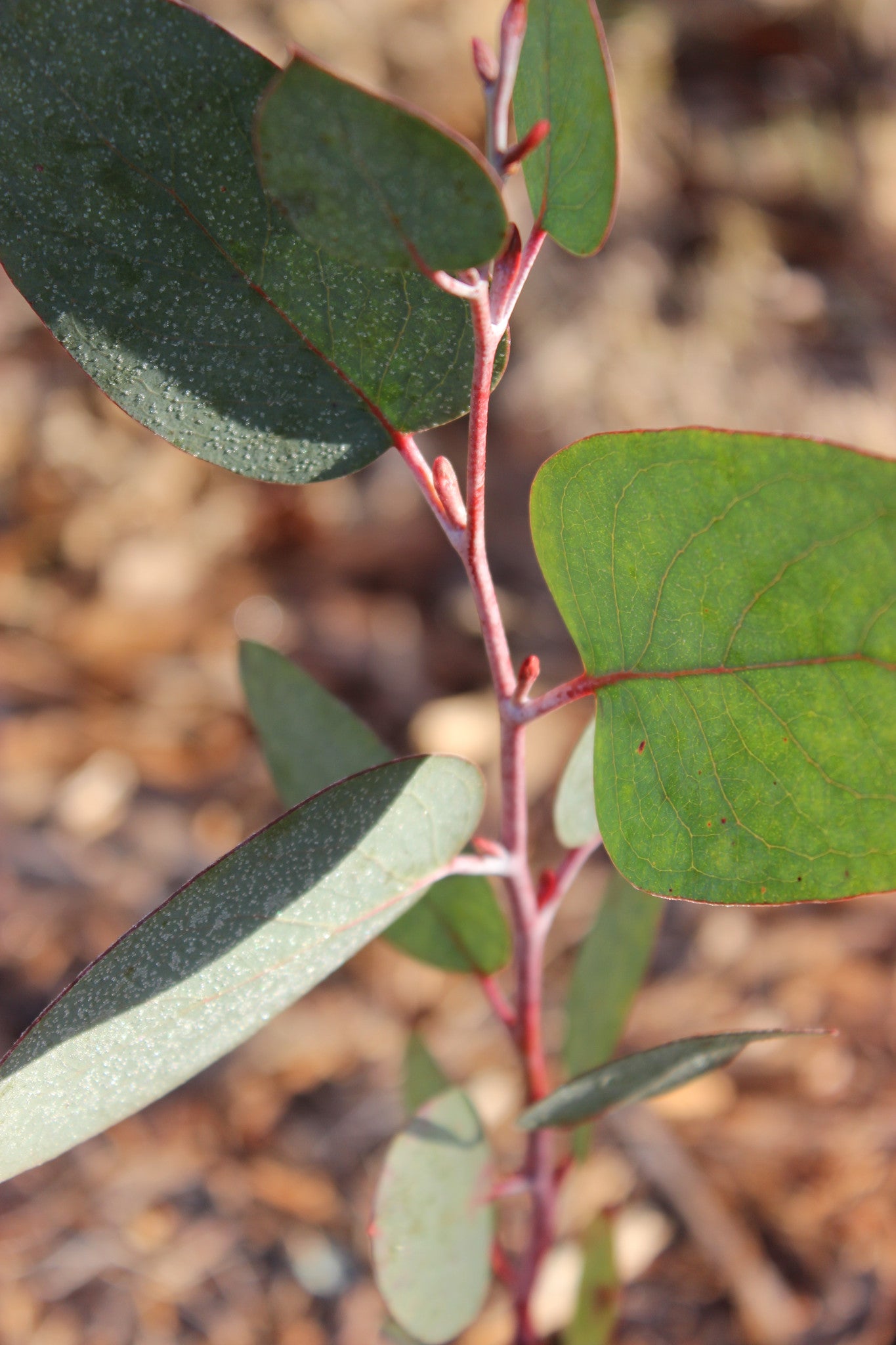 Eucalyptus pauciflora 'Mappa Tassie'