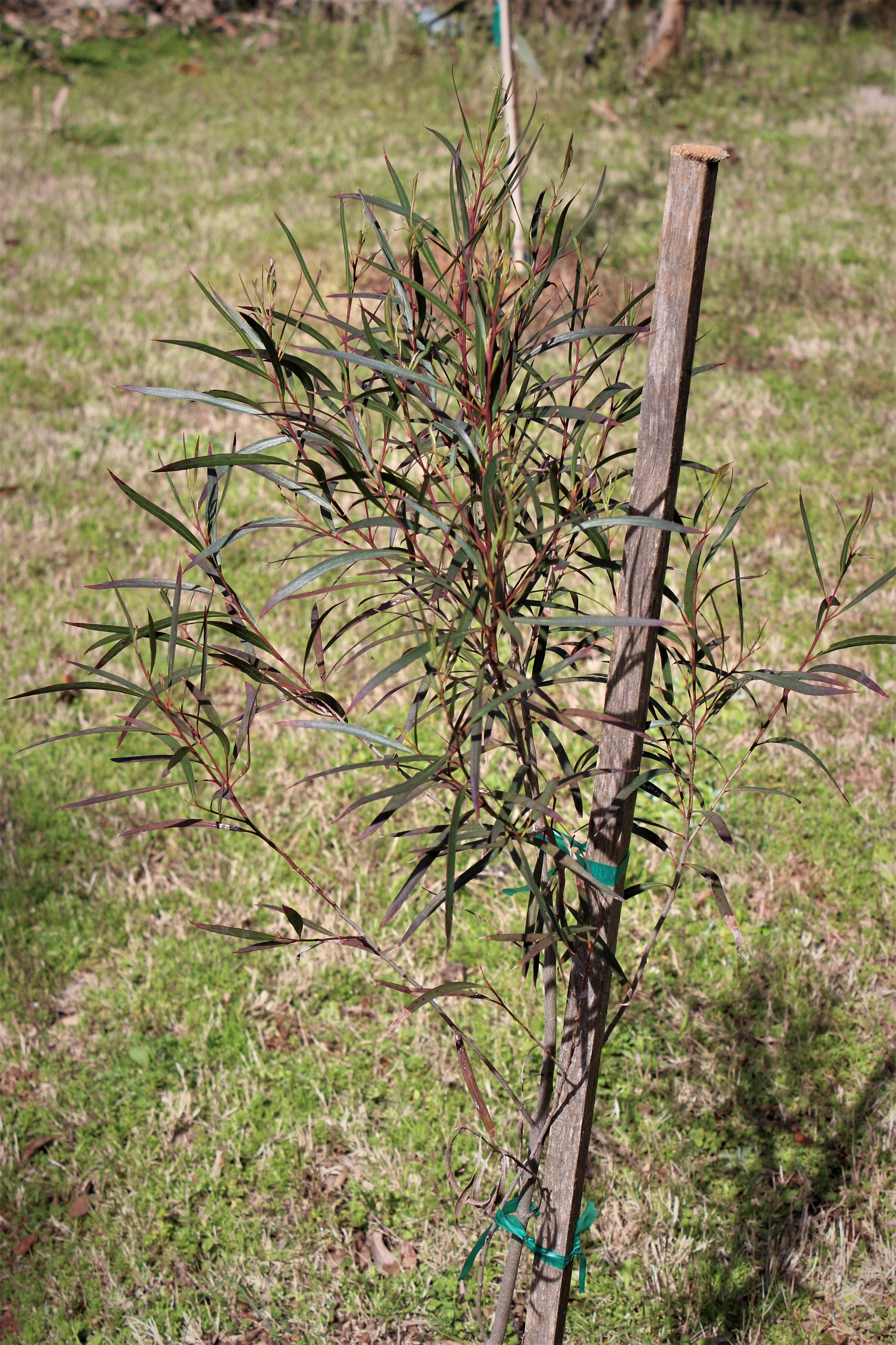Eucalyptus moorei 'Skinny Minny'