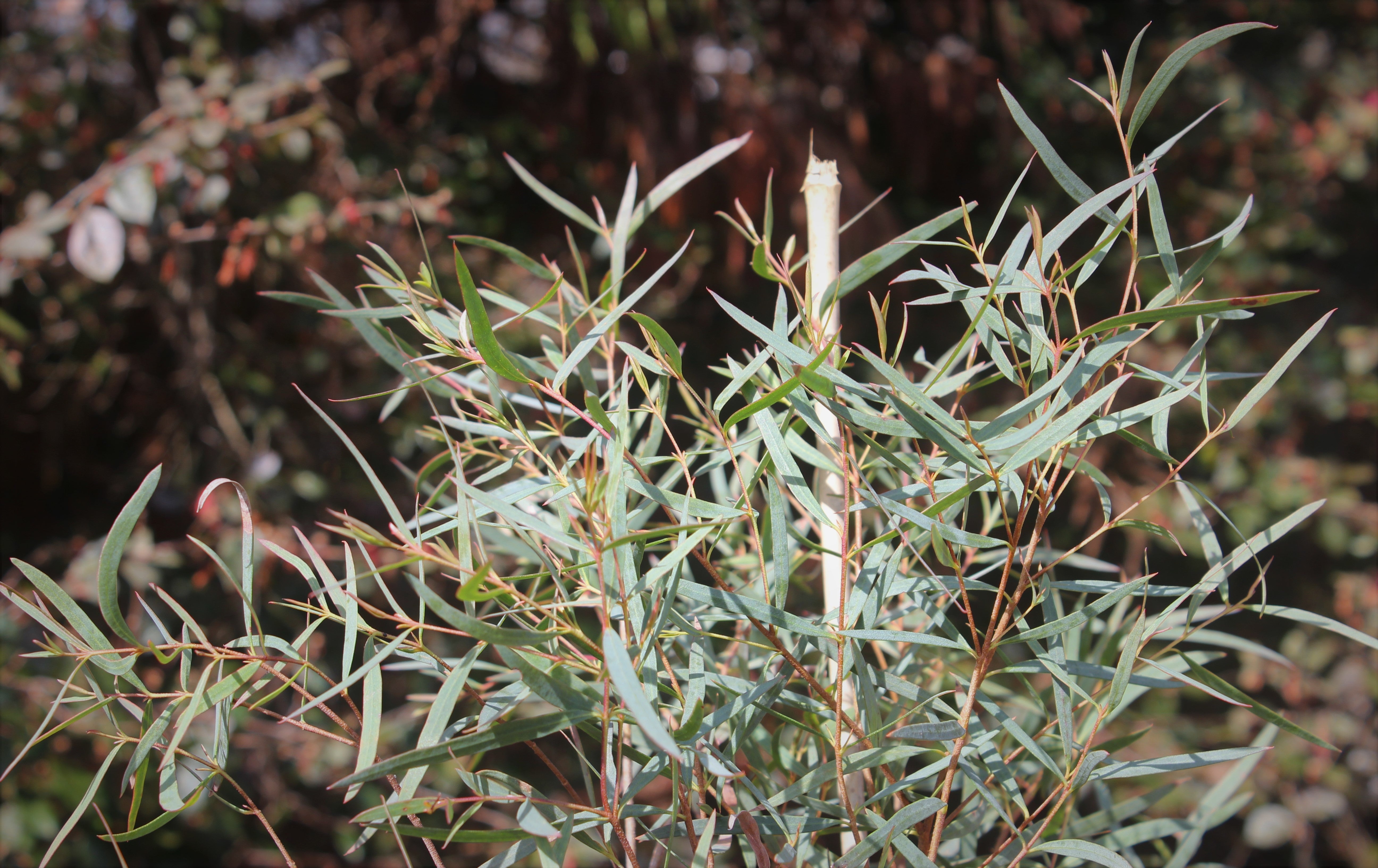 Eucalyptus moorei 'Skinny Minny'