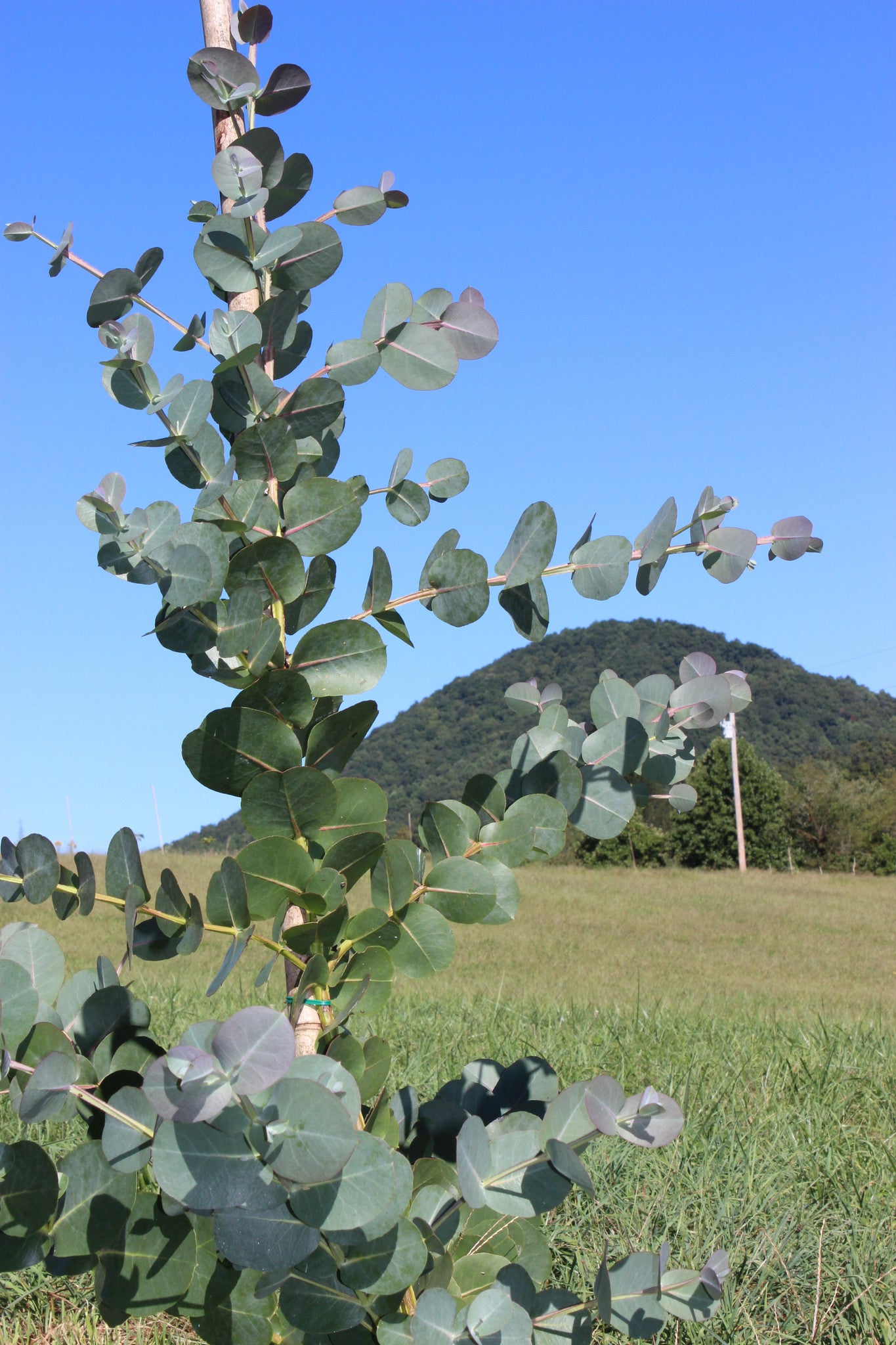 Eucalyptus neglecta 'Big O' - SouthernEucs