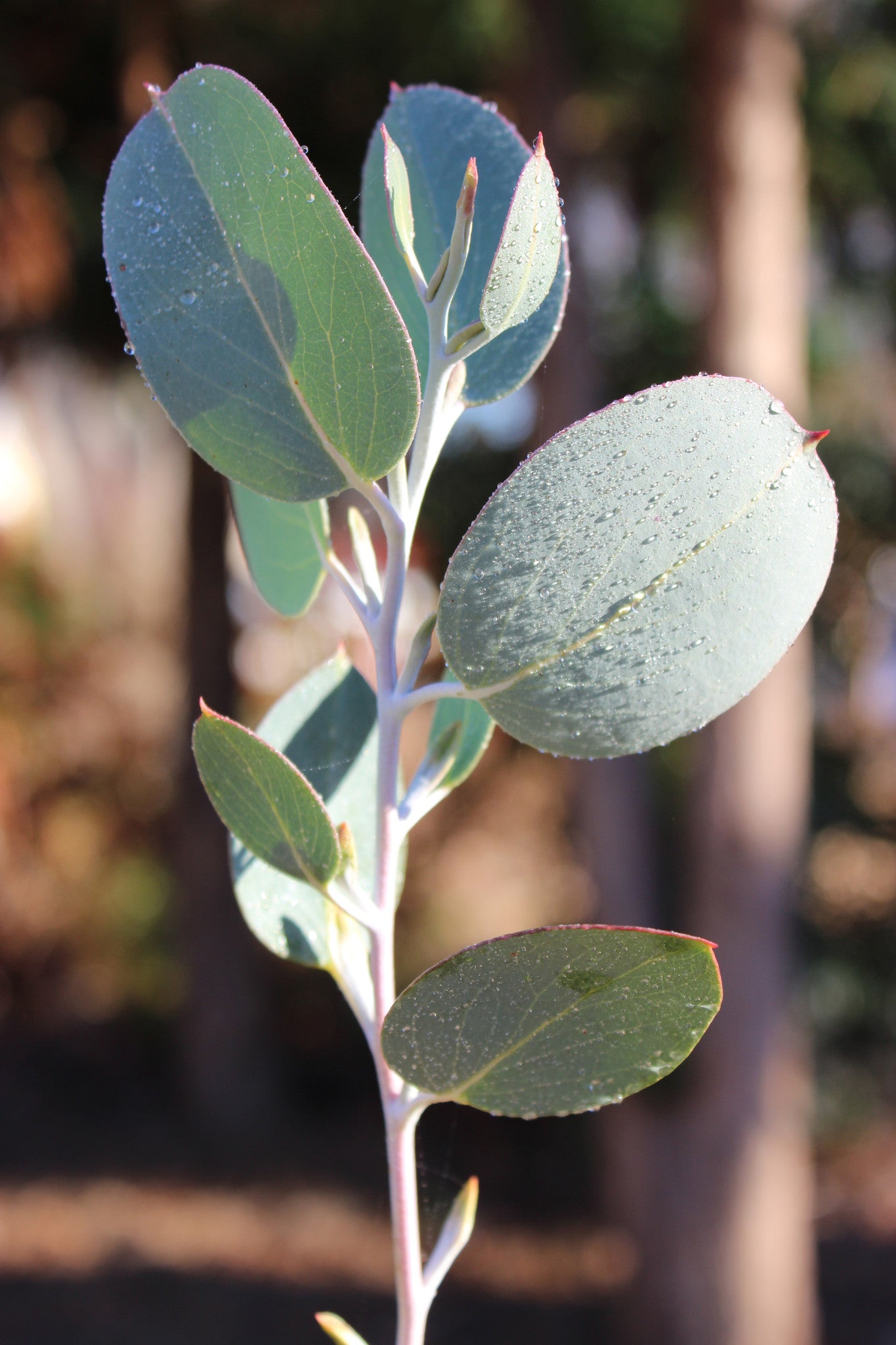 Eucalyptus pauciflora 'Mappa Tassie'