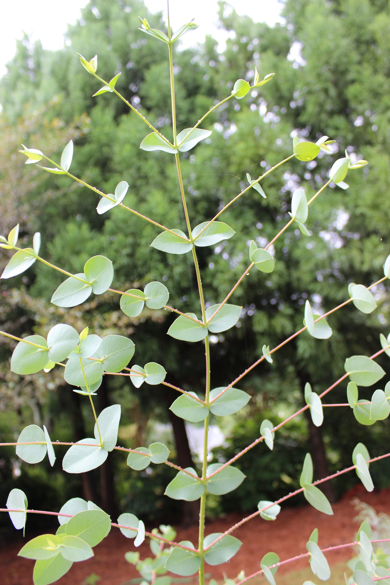 Eucalyptus rubida 'Cab Sav'